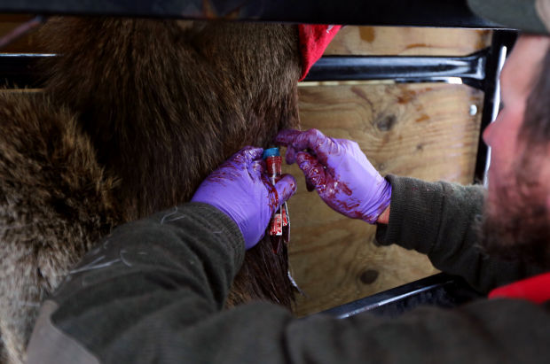 Elk Brucellosis Study